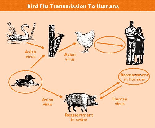 การติดตอของไข้หวัดนก