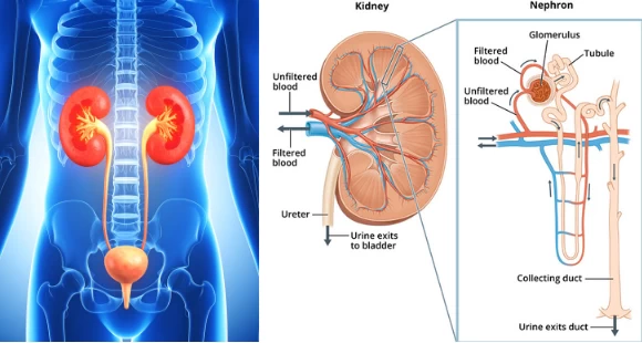 โครงสร้างของไต