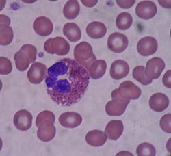 eosinophill