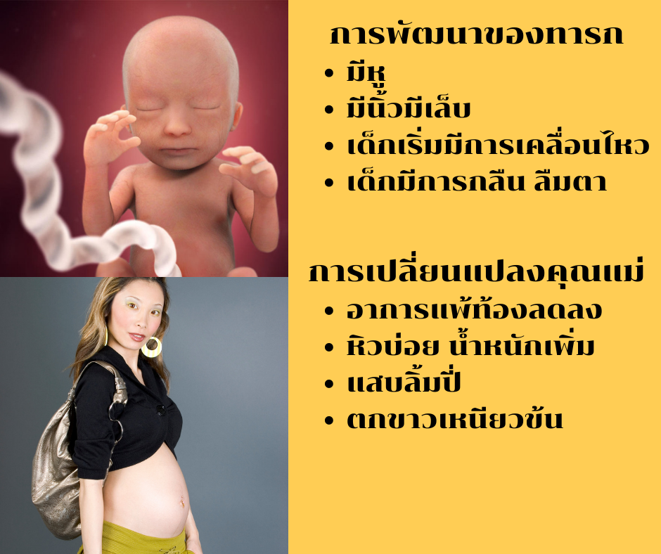 การตั้งครรภ์เดือนที่4