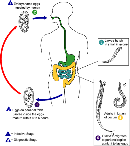 วงจรชีวิตของพยาธิเข็มหมุด Enterobius vermicularis