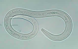 Hookworm filariform larva