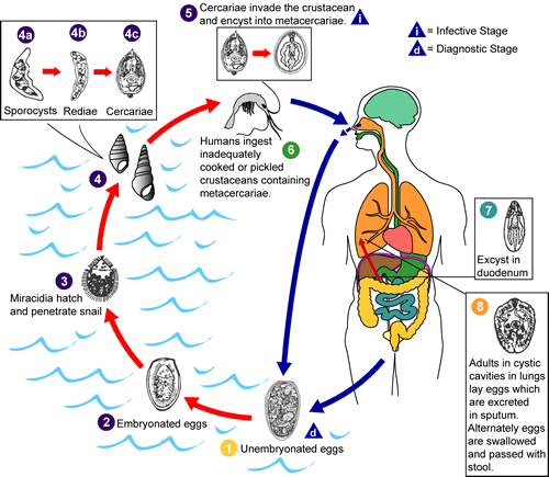 Life cycle of Paragonimus westermani