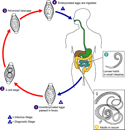Life cycle of Trichuris trichura