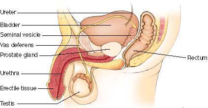 Adenomul de prostata (hipertrofia prostatica benigna)