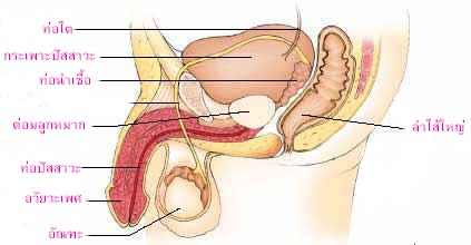 A prostatitis gyógyszeres kezelés diagramja)