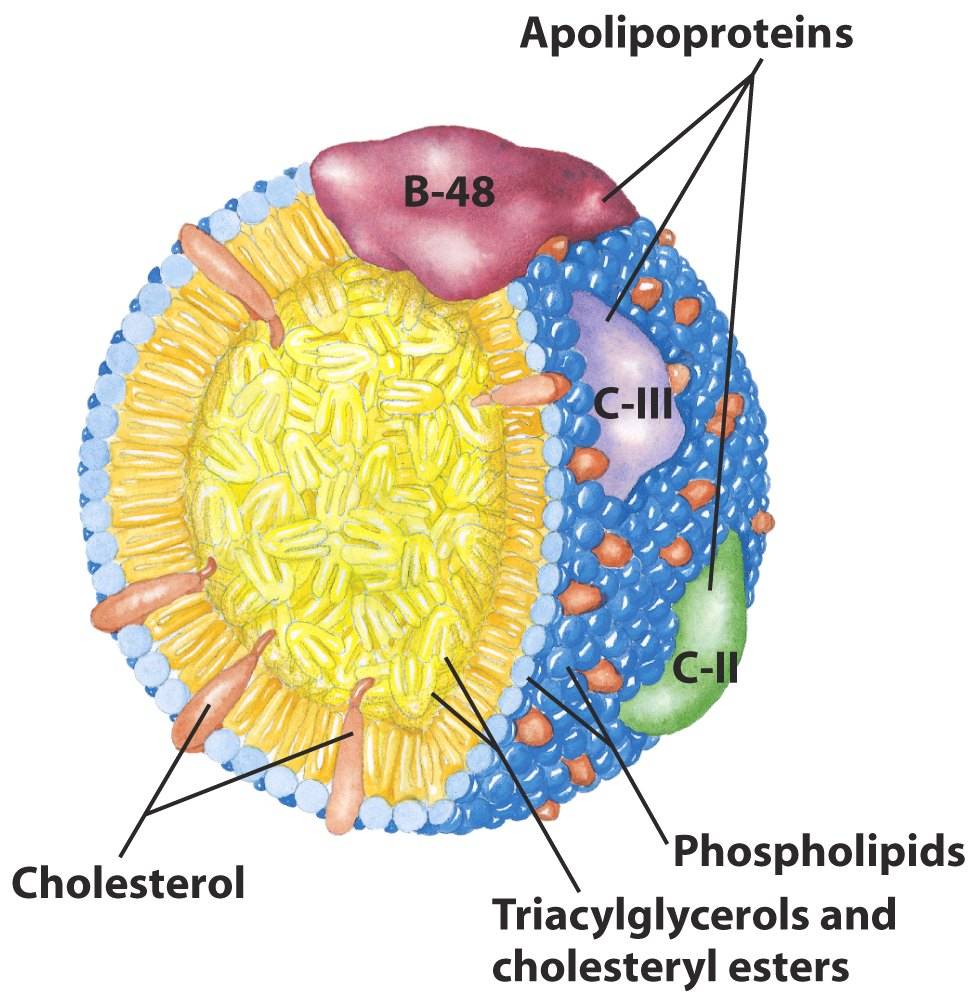 lipoproteine