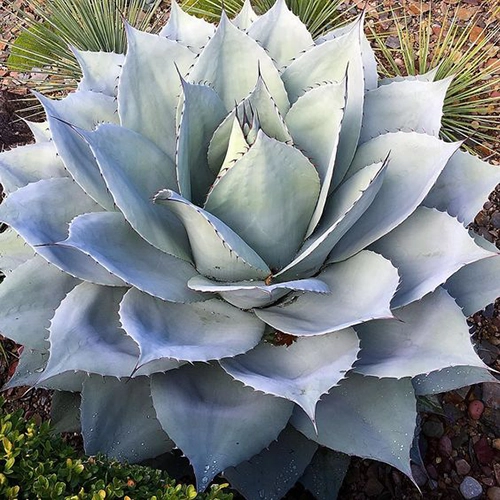 agave