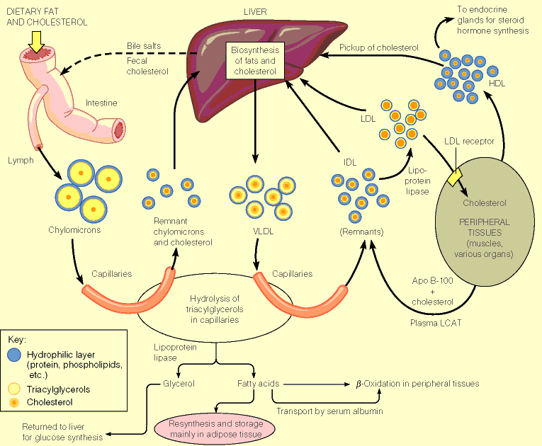 lipoproteine