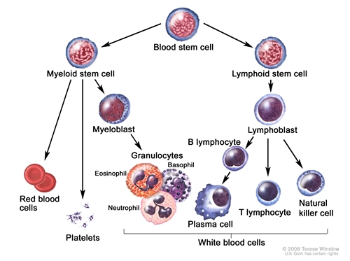 lymphocyte