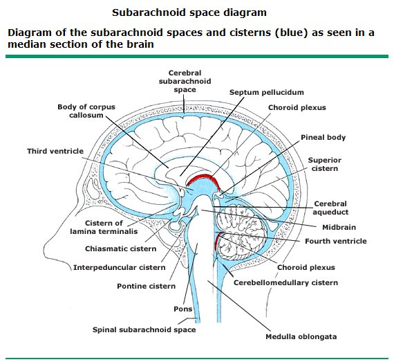 subarachnoid