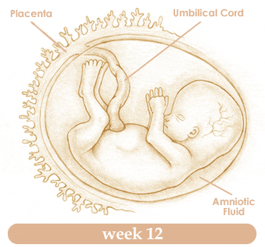 การตั้งครรภ์สัปดาห์ที่12